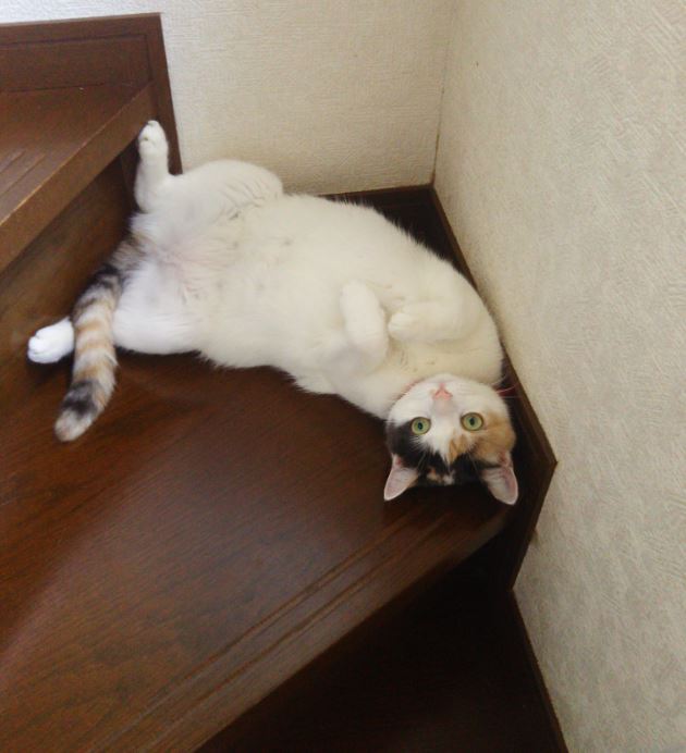 佐藤会計事務所マスコット猫